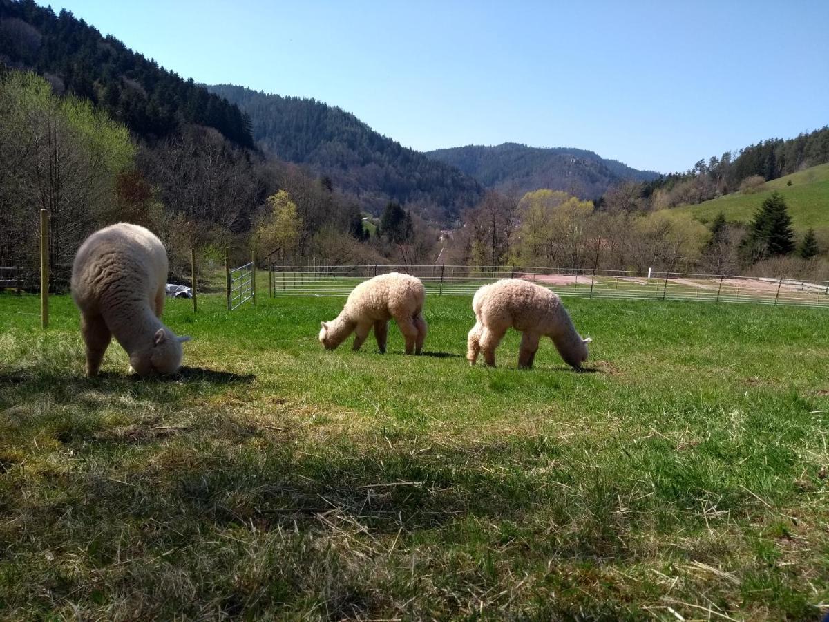 Ferienwohnungen Schwabenhof Schramberg Dış mekan fotoğraf